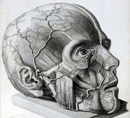10 Great Sites for Reviewing Brain Anatomy | Marzieh Ghiasi