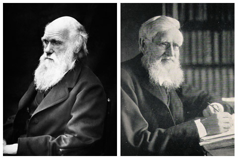 The Linnean Papers Darwin Wallace A Nascent Revolution - 